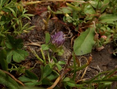 Trifolium barbigerum