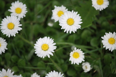 Bellis perennis