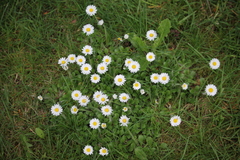 Bellis perennis