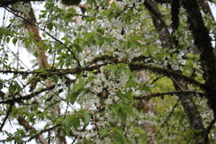 Prunus