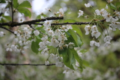 Prunus