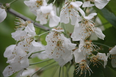 Prunus