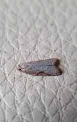 Meritastis piperata
