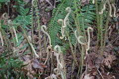 Polystichum munitum