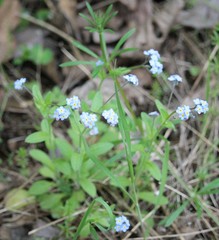 Myosotis