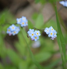 Myosotis