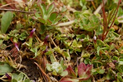 Trifolium variegatum geminiflorum