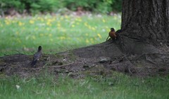 Turdus migratorius