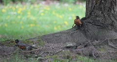 Turdus migratorius
