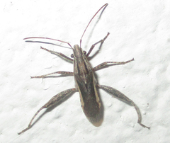 Tenosius proletarius