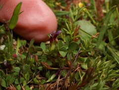 Trifolium variegatum geminiflorum
