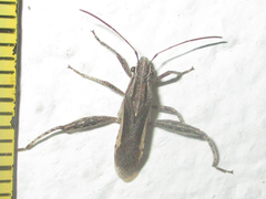 Tenosius proletarius