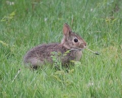 Sylvilagus floridanus