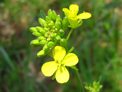 Brassica juncea