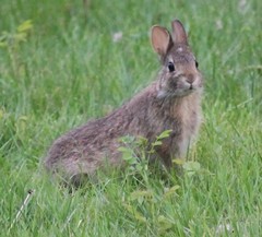 Sylvilagus floridanus