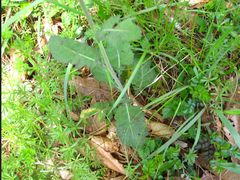 Brassica juncea