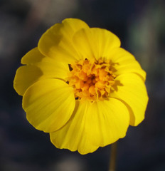 Leptosyne calliopsidea