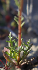 Leptosyne calliopsidea