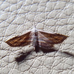 Stenopaltis lithina