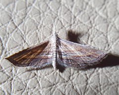 Stenopaltis lithina