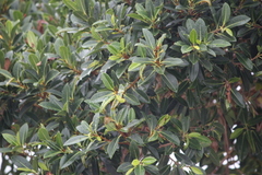 Ficus obliqua