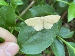 Geometridae