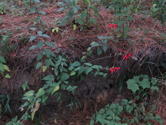 Salvia gesneriiflora
