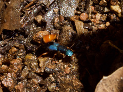 Dinothenarus saphyrinus