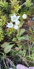 Gentianella montana