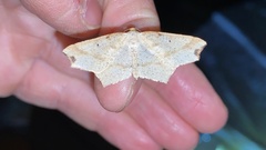 Pareclipsis gracilis