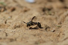 Sphiximorpha willistoni