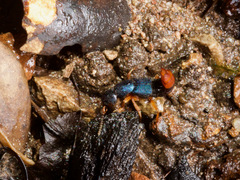 Dinothenarus saphyrinus