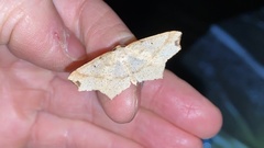 Pareclipsis gracilis