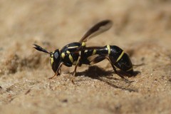 Sphiximorpha willistoni