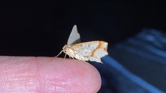 Pareclipsis gracilis