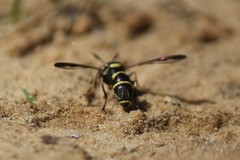 Sphiximorpha willistoni