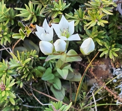 Gentianella montana