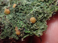 Coenogonium luteum