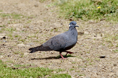 Columba albitorques