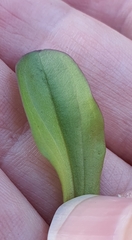Gentianella montana