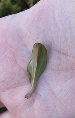 Gentianella montana
