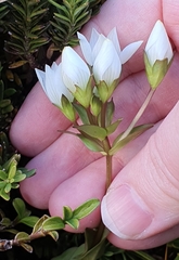 Gentianella montana