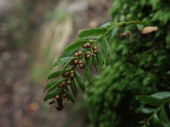 Tmesipteris sigmatifolia