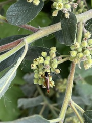 Neobellamira delicata