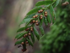 Tmesipteris sigmatifolia