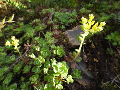 Sedum spathulifolium