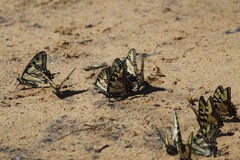 Papilio appalachiensis