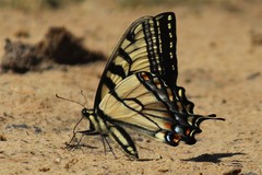Papilio appalachiensis