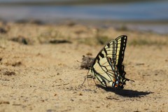 Papilio appalachiensis