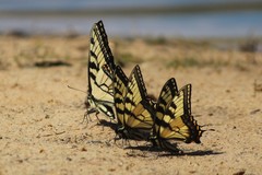 Papilio appalachiensis